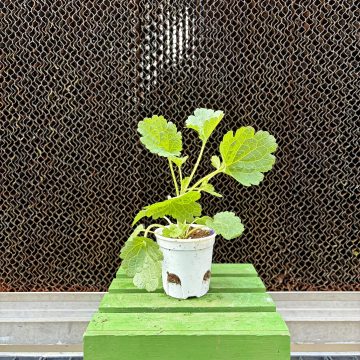 Moluccella Bells of Ireland - 3 1/2" Pot