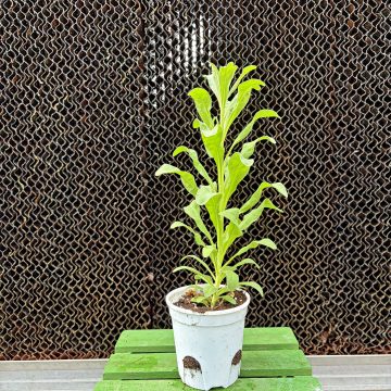 Matthiola StoX® Deep Rose - 3 1/2" Pot