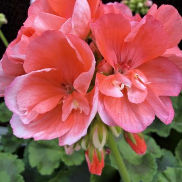 Geranium Galaxy™ Salmon- 13" Pot
