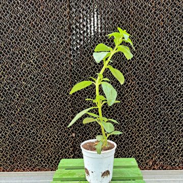 Snapdragon Potomac™ Orange - 3 1/2" Pot