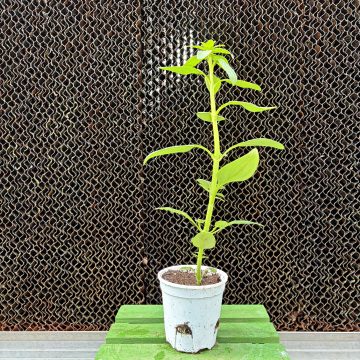 Snapdragon Potomac™ Yellow - 3 1/2" pot