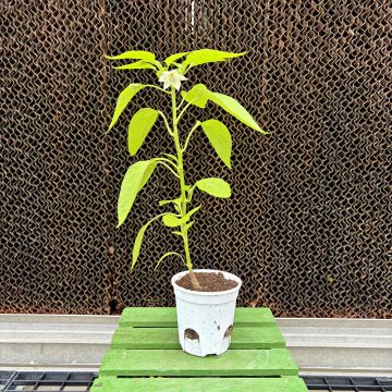 Pepper, Hot 'Padron' - 3½" Pot