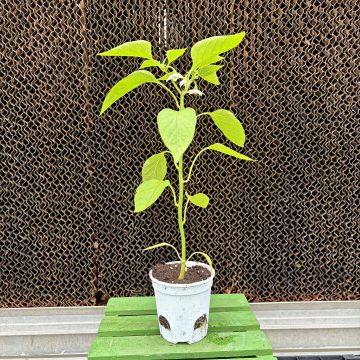Pepper, Hot 'Piquillo' - 3½" pot