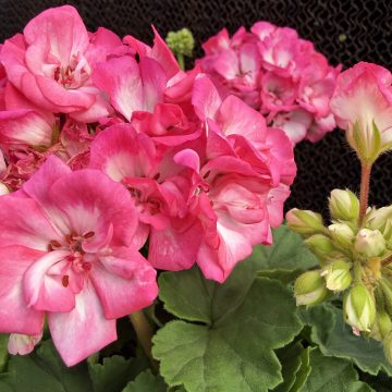 Geranium Tango™ Strawberry Ice - 10" Pot