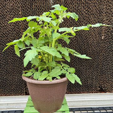 Tomato, Cherry 'Partyball' - 10" Pot