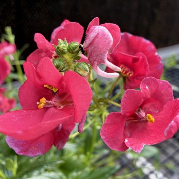 Diascia 'Breezee Red' - 4 1/3" Pot