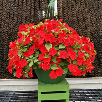 Impatiens 'Beacon® Bright Red'- 12" Hanging Basket