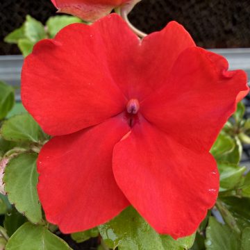 Impatiens 'Beacon® Bright Red' - 4 pak
