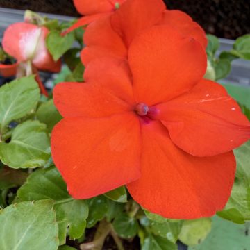 Impatiens 'Beacon® Orange' - 4 pak