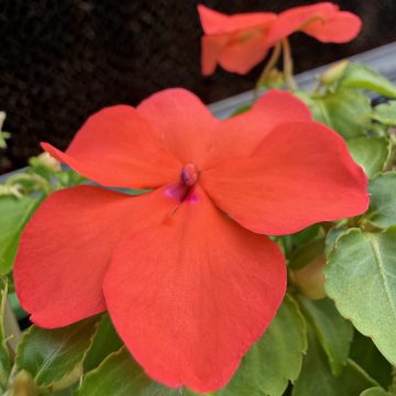 Impatiens 'Beacon® Salmon' - 4 pak