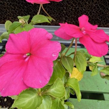 Impatiens 'Beacon® Rose' - 4 pak