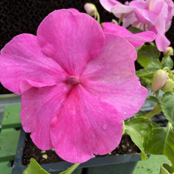 Impatiens 'Beacon® Light Pink' - 4 pak