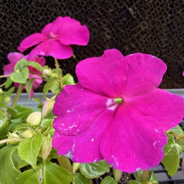 Impatiens 'Beacon® Violet Shades' - 4 pak