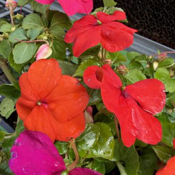 Impatiens 'Beacon® Formula Mixture' - 4 pak