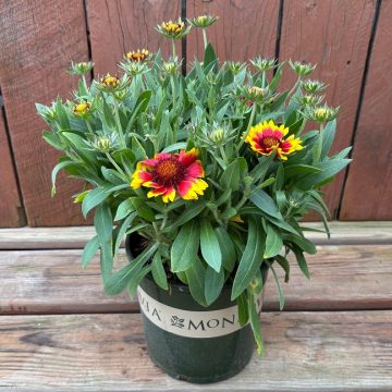 Gaillardia 'Guapa Flamenco Bicolor', Size #1