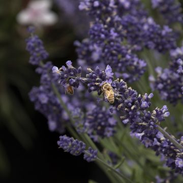 LAVANDULA AROMATICO™ BLUE IMPROVED, SIZE #1