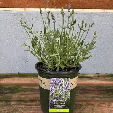 LAVANDULA 'AROMATICO™ BLUE IMPROVED', SIZE #1