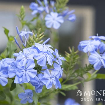 PLUMBAGO 'ROYAL CAPE®', SIZE #2