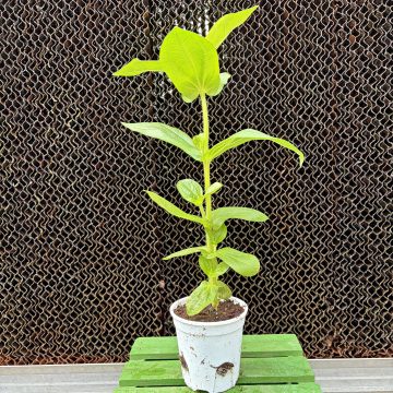 Zinnia Benary's Giant Mixed - 3 1/2" Pot