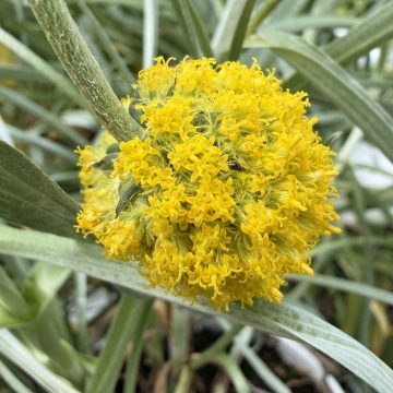Craspedia 'SolarPop' - 4 1/3" Pot