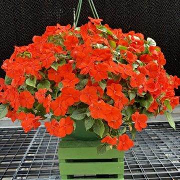 Impatiens 'Beacon® Orange' - 12" Hanging Basket
