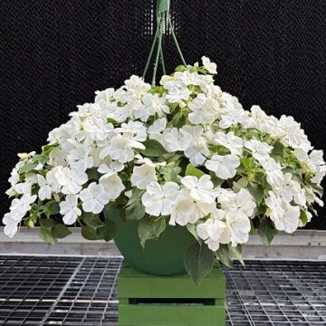 Impatiens 'Beacon® White' - 12" Hanging Basket