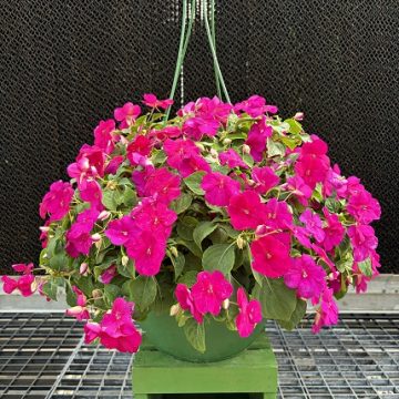 Impatiens 'Beacon® Violet Shades' - 12" Basket