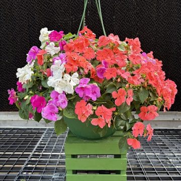 Impatiens 'Beacon® Pearl Island Mixture' - 12" Bsk