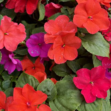 Impatiens 'Imara® XDR Tango Mixture' - 12" Basket