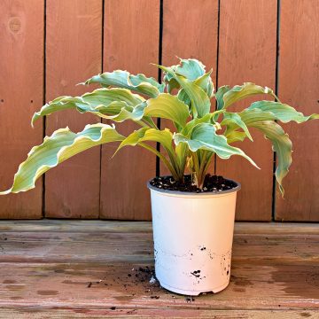 HOSTA 'DANCING IN THE MOONLIGHT', SIZE #1