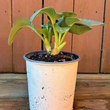HOSTA 'SILVER BULLET', SIZE #1