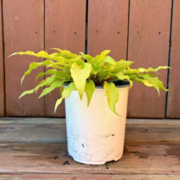 HOSTA 'TIME IN A BOTTLE', SIZE #1