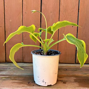 HOSTA 'TWIN CITIES', SIZE #1