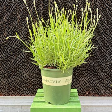 Lavandula 'Munstead', Size #1