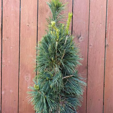 Silver Whispers® Swiss Stone Pine, Size #5