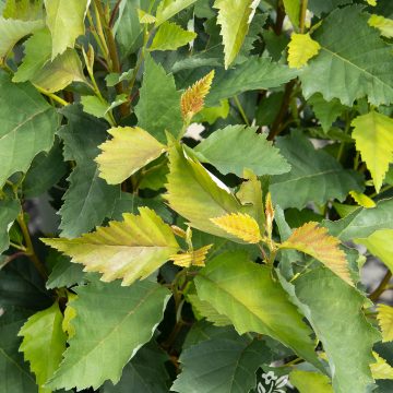 Fox Valley® Dwarf River Birch, Size #5