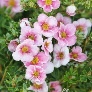 Pink N' Pretty® Potentilla, Size #2