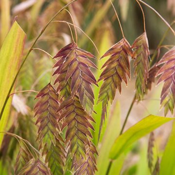 CHASMANTHIUM LATIFOLIUM, SIZE #1