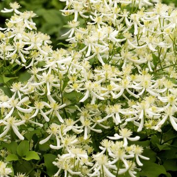 Clematis terniflora, Sweet Autumn - Size #1