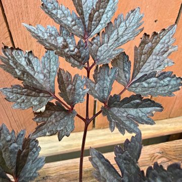 Actaea simplex 'Black Negligee', Size #1