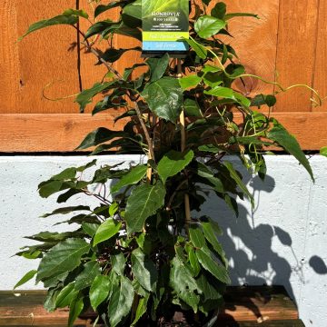 Kiwi Magic® Hardy Kiwi Combination, Size #2
