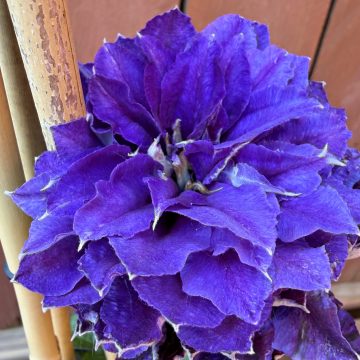 CLEMATIS 'FRILLSEEKER™', SIZE #1