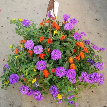 MixMasters™ Peach of My Heart - 12" Hanging Basket