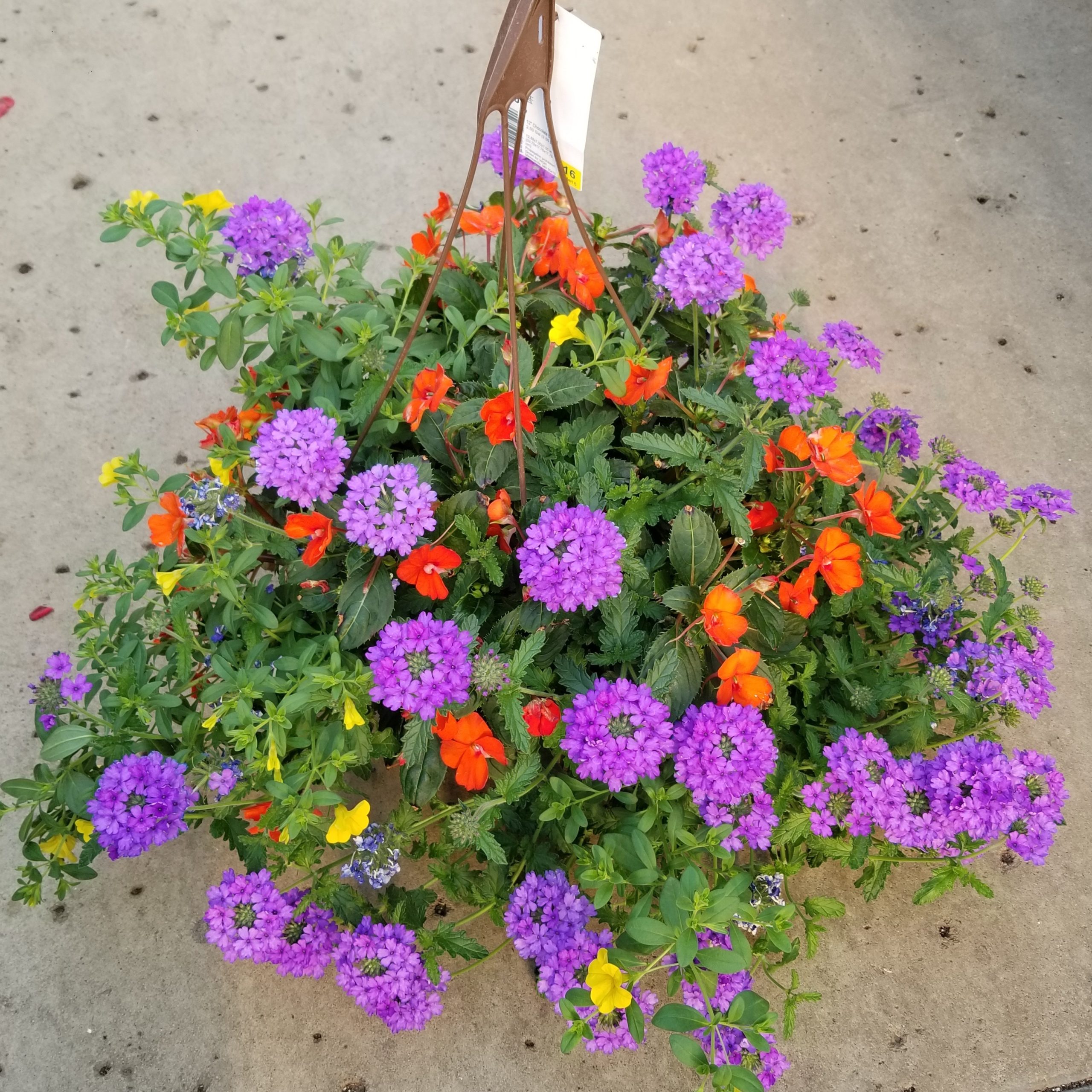 MixMasters™ Peach of My Heart - 12" Hanging Basket