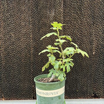 Ficus 'Fignomenal®', SIZE #2