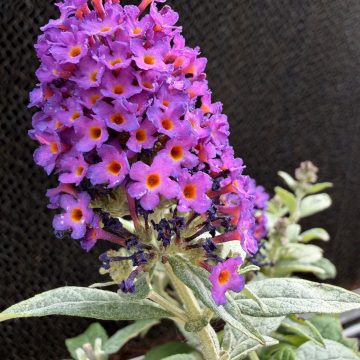 Buddleja 'Little Rockstars® Purple', SIZE #1