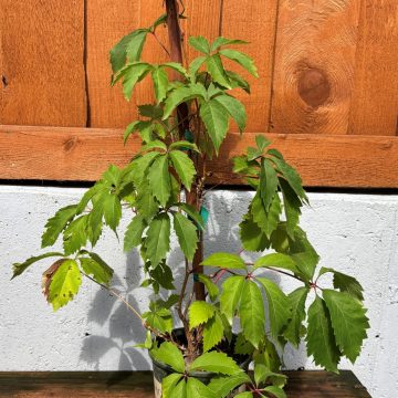 Parthenocissus quinquefolia, Size #1