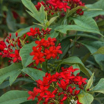 Jatropha Compact Spicy, Size #1