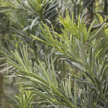 Shrubby Yew Podocarpus, Size #1