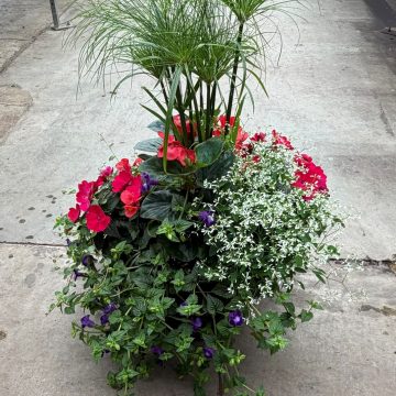 Combination 'Family Tree' - 17" Estate Pot